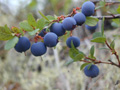 great bilberry